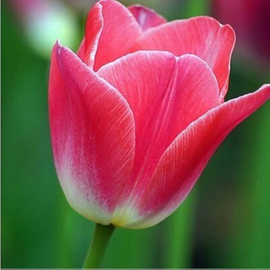 Rainbow (tulip flower Tulipa spp.) for planting in garden